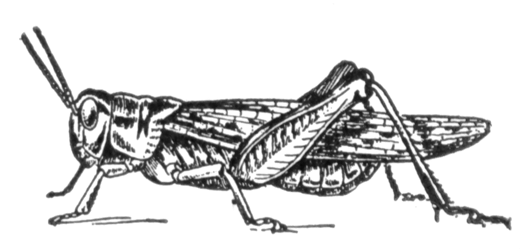Clipart locust