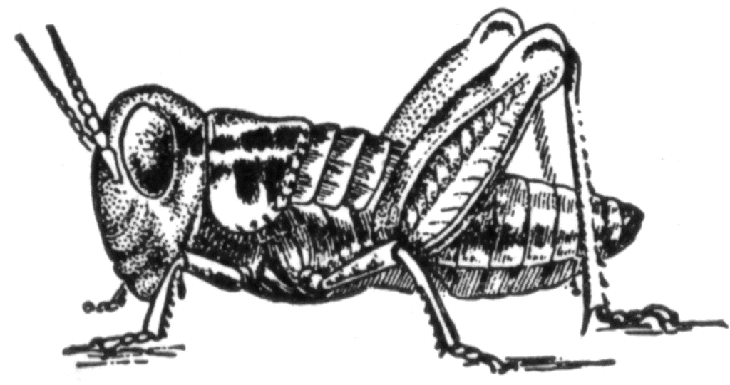 Clipart locust