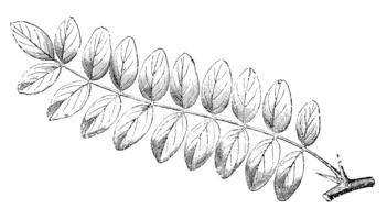 Antique Illustration of Robinia Pseudoacacia