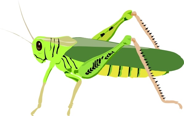Locust free vector download