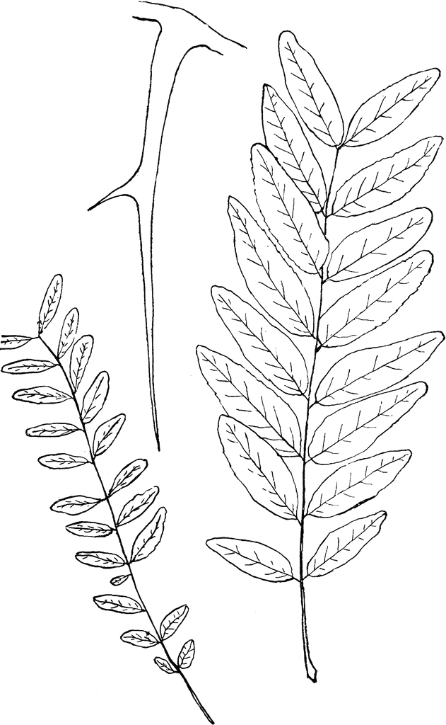 Clipart honey locust tree leaf and seed