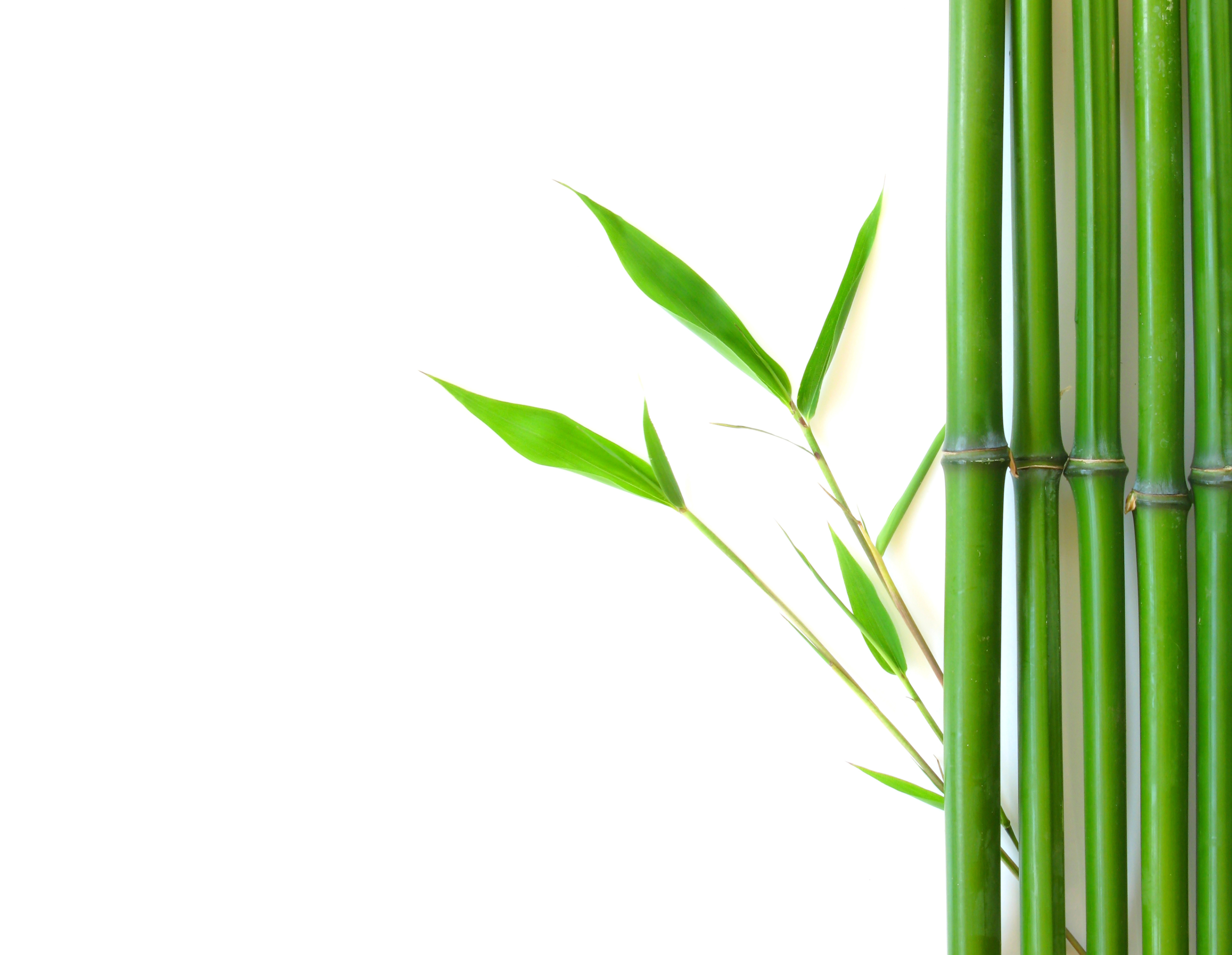 Bamboo clipart no background