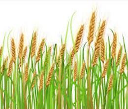 Wheat Field Clipart 39661