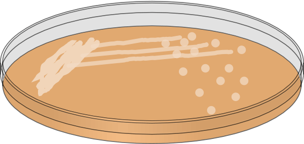 Featured image of post Petri Dish Clip Art 182 petri dish clip art