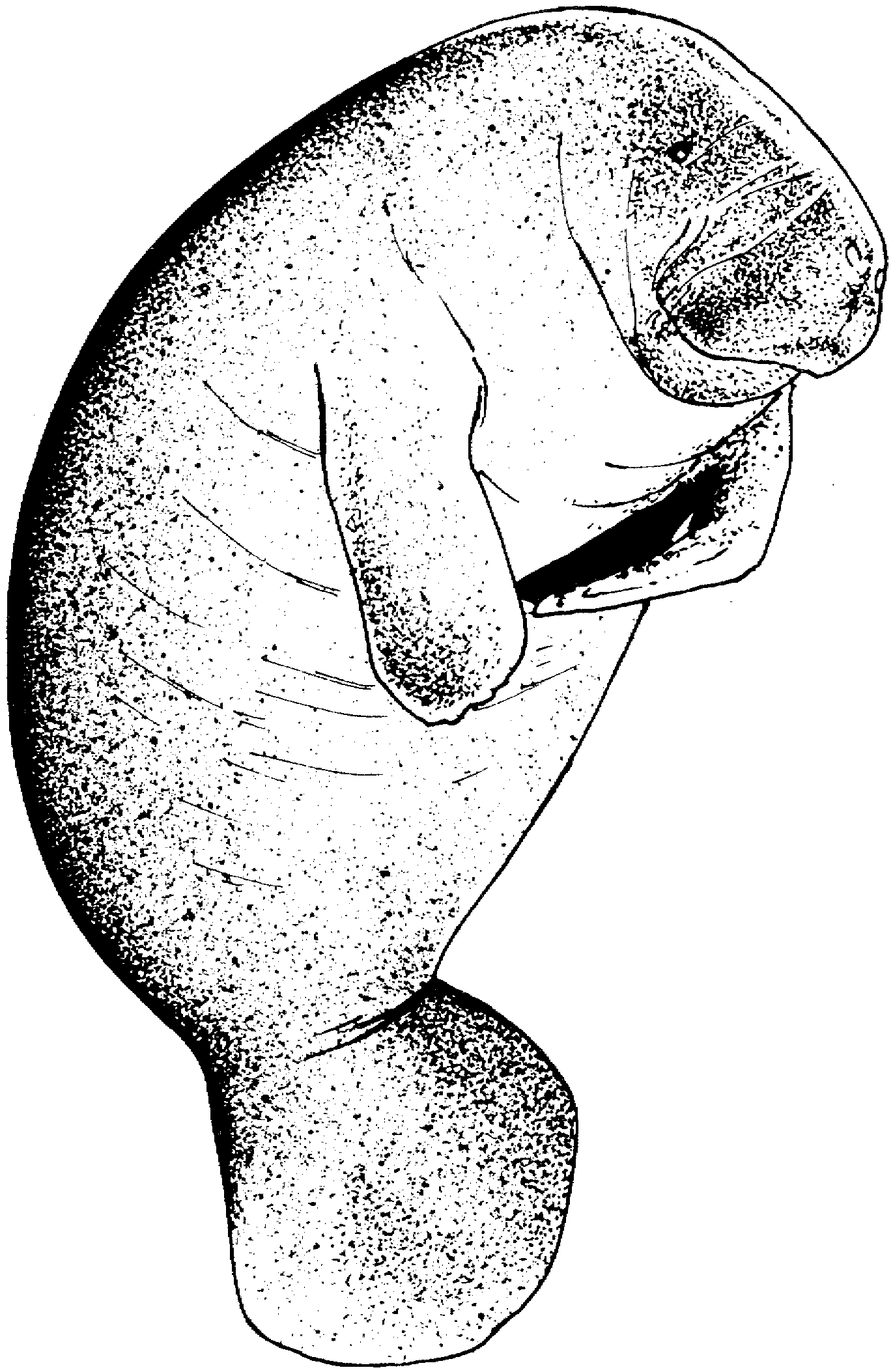 coloring coloring page of manatee picture. coloring page manatee