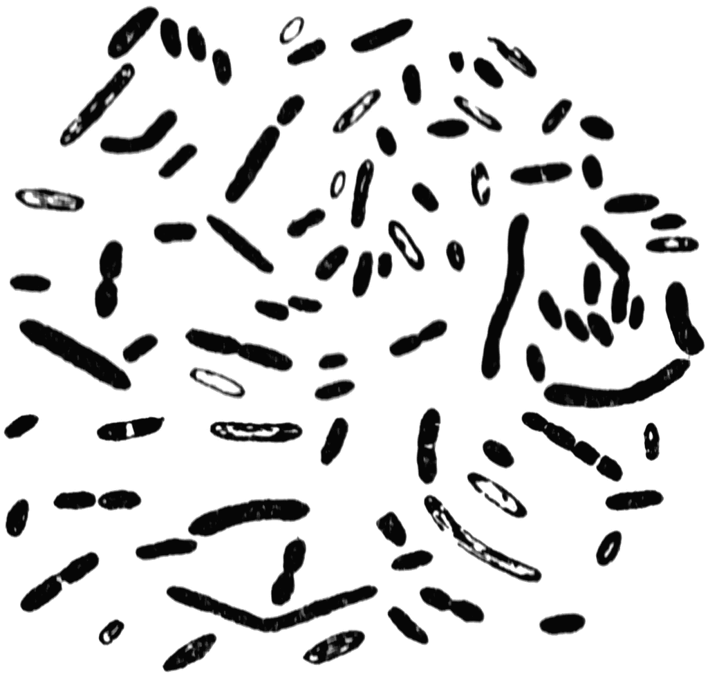 Modified funny bacteria clip art at vector clip art