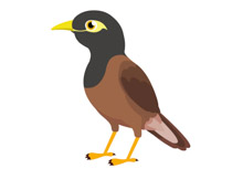 Free Mynah Bird Cliparts, Download Free Mynah Bird Cliparts png images,  Free ClipArts on Clipart Library