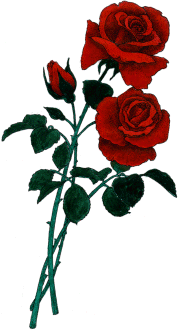 Roses Will Saying Love You Valentine Day Only The Poet Valentines