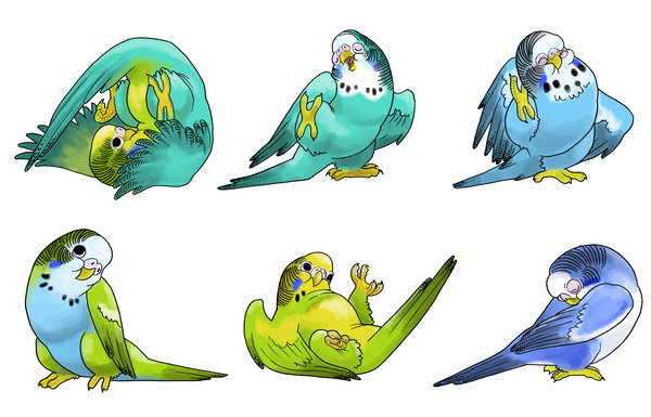 cute parakeets