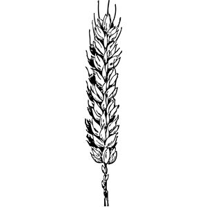 Black And White Wheat Clip Art