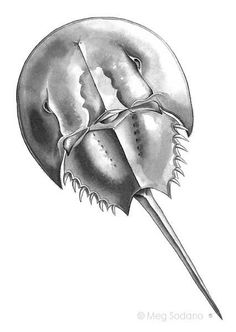 Free Horseshoe Crab Cliparts, Download Free Horseshoe Crab Cliparts png