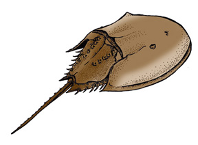 Free Horseshoe Crab Cliparts, Download Free Horseshoe Crab Cliparts png