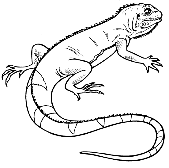 Gecko clipart black and white