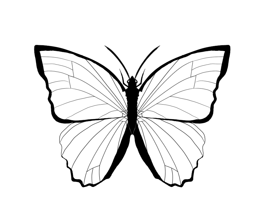 Free Morpho Butterfly Cliparts, Download Free Morpho Butterfly Cliparts