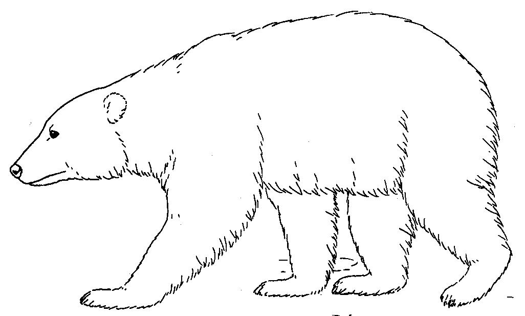 33+ Brown Bear Black And White Clipart