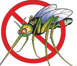 Mosquito Clip Art Image