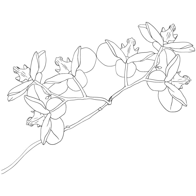 CLIPART ORCHID FLOWERS SKETCH STYLE