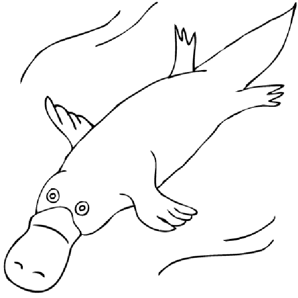 duck billed platypus drawing - Clip Art Library