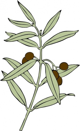 Fig 20clipart