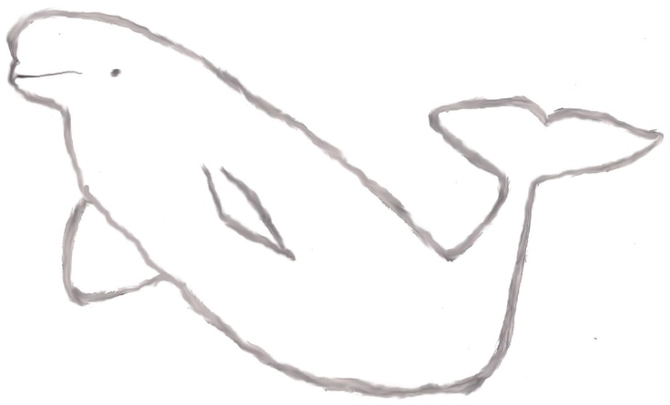 Beluga Whale Drawing