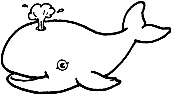 Cartoon Beluga Whale Image  Pictures