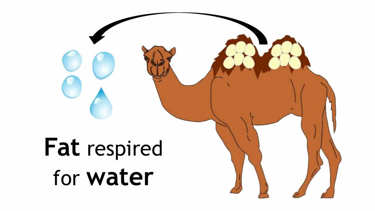 Adaptations of Camels
