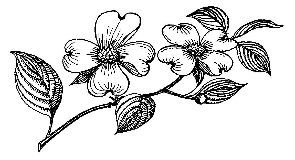 Free Dogwood Cliparts, Download Free Dogwood Cliparts png images, Free