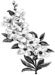 Free Dogwood Cliparts, Download Free Dogwood Cliparts png images, Free