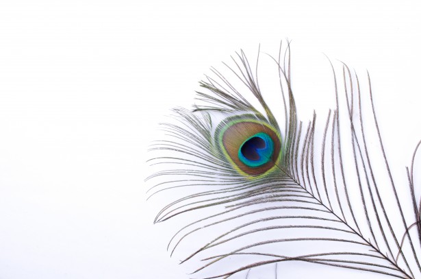 Peacock feathers clipart no background