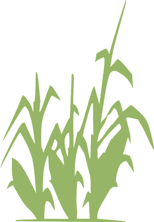 Free clipart of rows of green grass and corn stalks