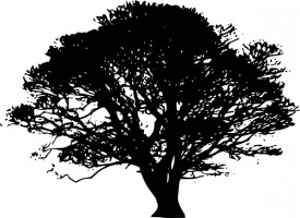 Free vector black white shade tree clipart