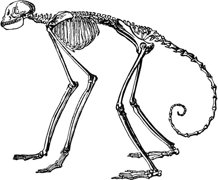Animal Skeletons and Insides
