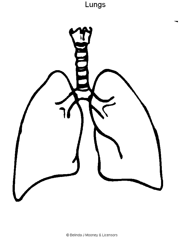 Clip Arts Related To : human lungs clipart. view all Lungs Outline Cliparts...