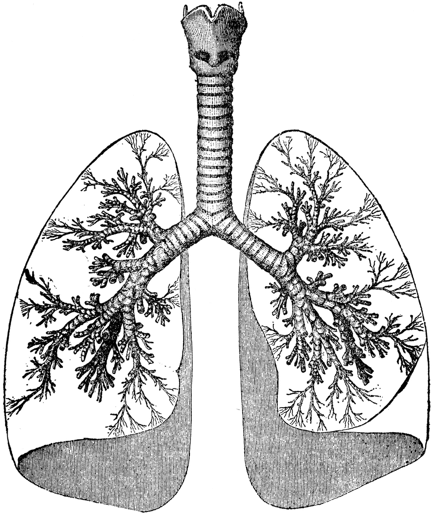 Free Lungs Outline Cliparts, Download Free Lungs Outline Cliparts png