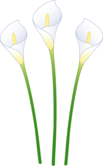 Free Calla Lily Cliparts, Download Free Calla Lily Cliparts png images