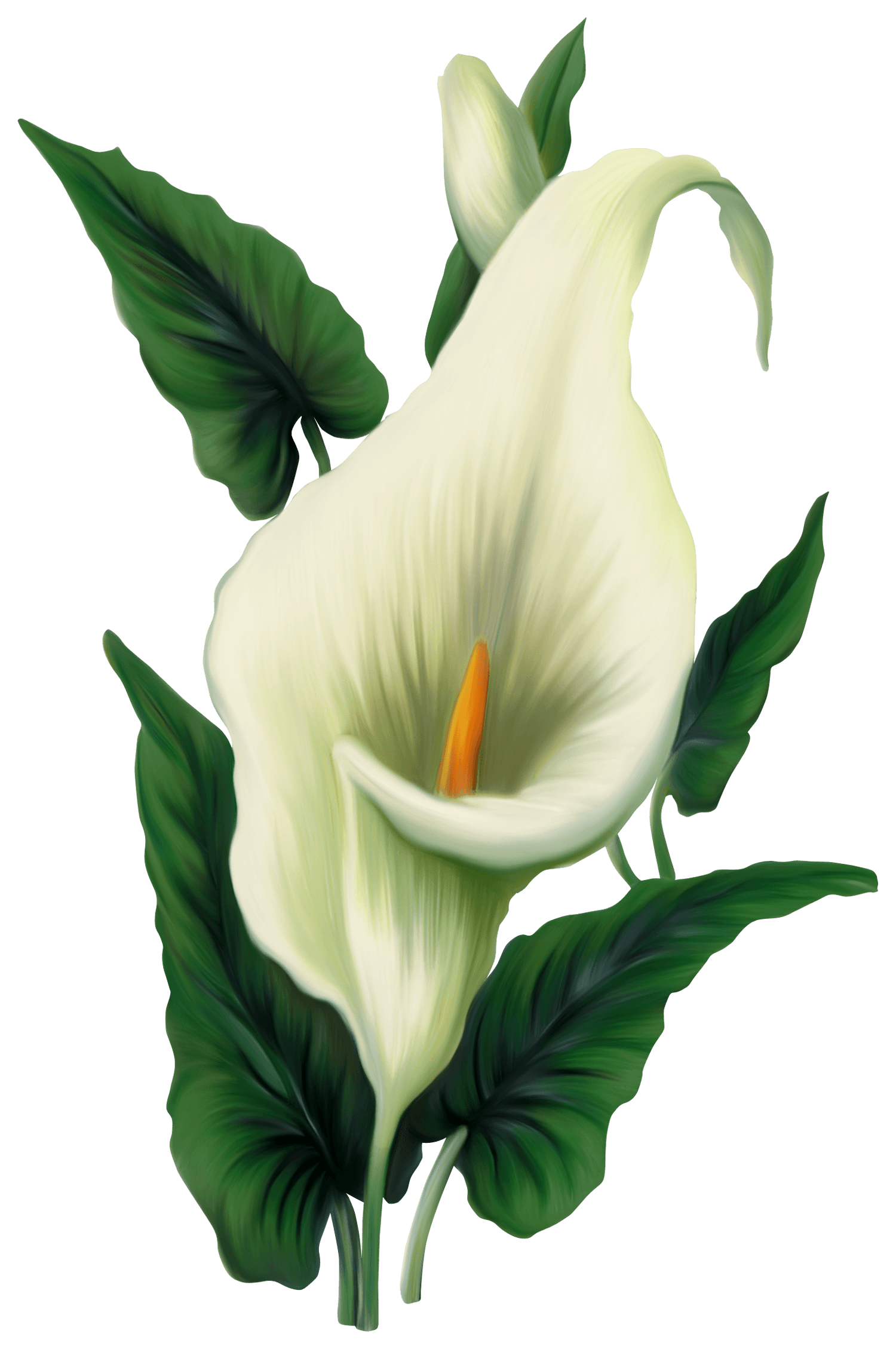 free-calla-lily-cliparts-download-free-calla-lily-cliparts-png-images