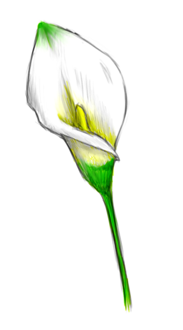 How To Draw A Calla Lily Step By Step In Here You Ll Find A Crochet