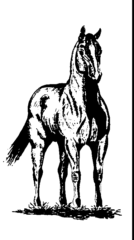 horse standing front view