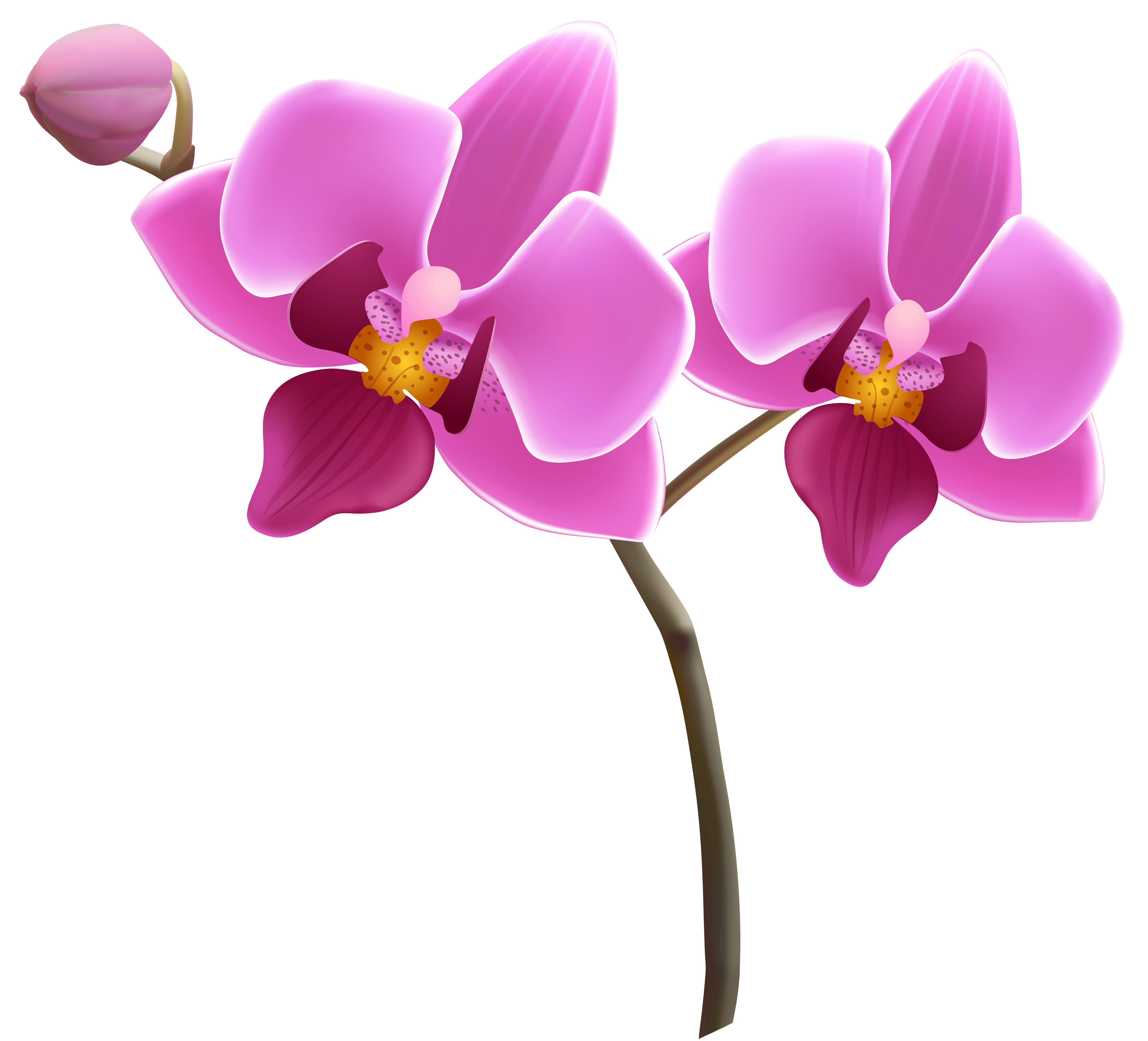 Orchid flowers transparent background clipart