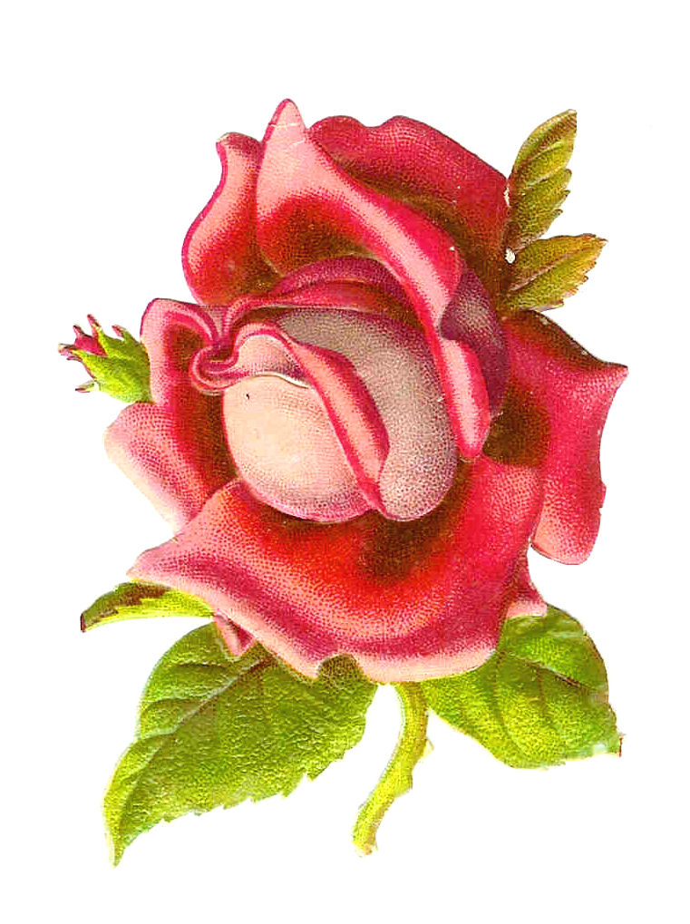Antique Image: Flower Clip Art: Hot Pink Rose Clip Art from