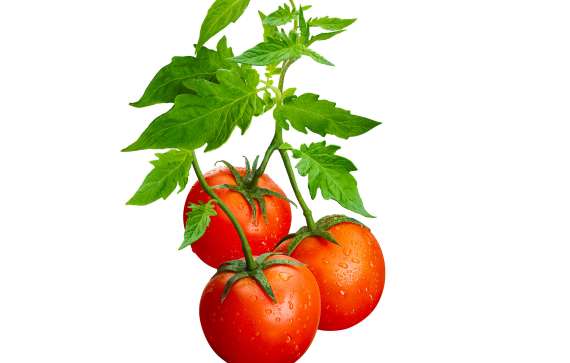 Tomato Vine Clip Art