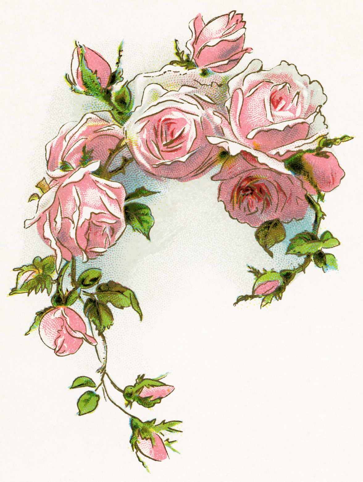 Pink rose clipart free download