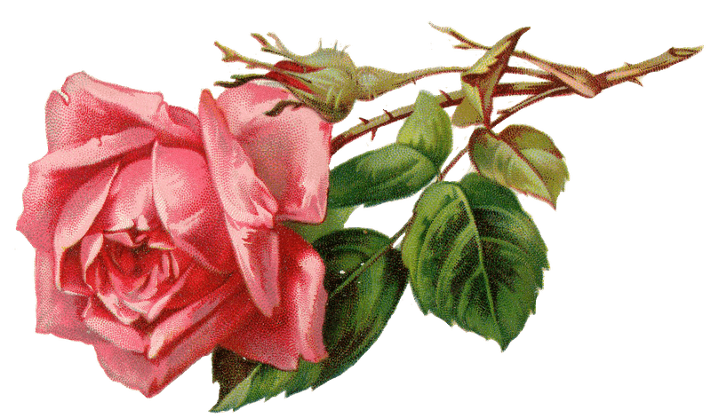 56+ Free Antique Rose Clipart