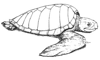 Free Turtles Clipart