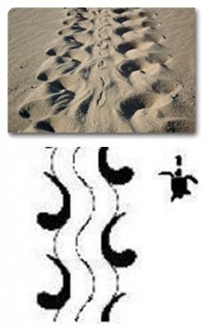 Turtle tracks clipart