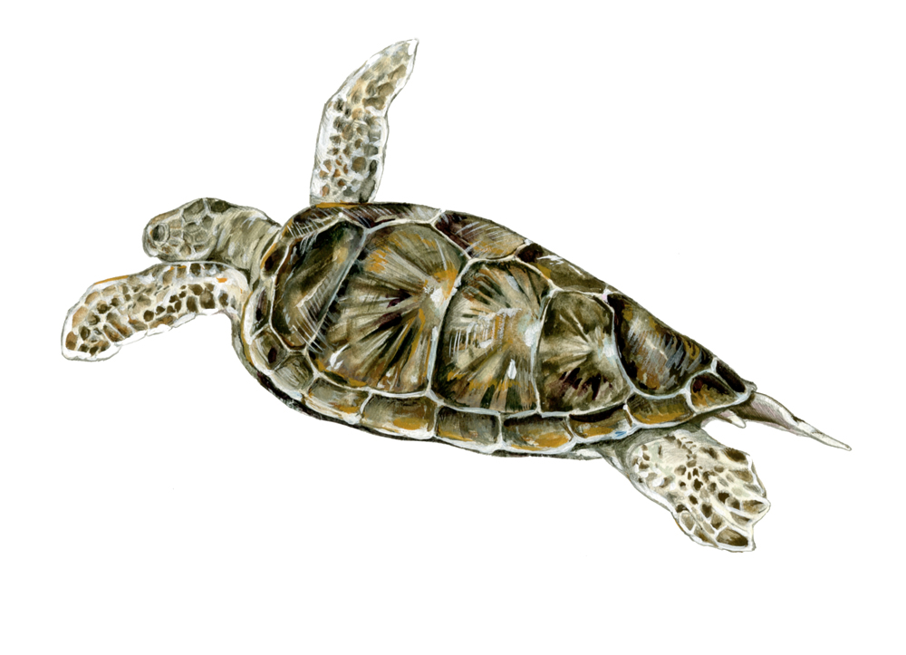 Scientific Illustrattion Of Image Of A Sea Turtle