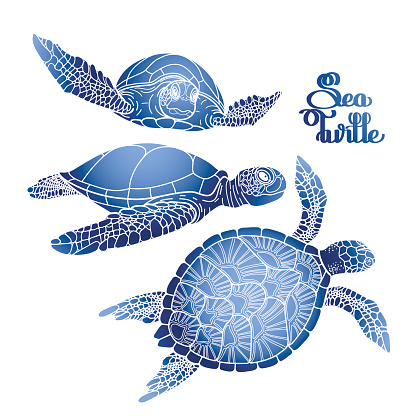 Hawksbill Turtle Clip Art, Vector Image  Illustrations