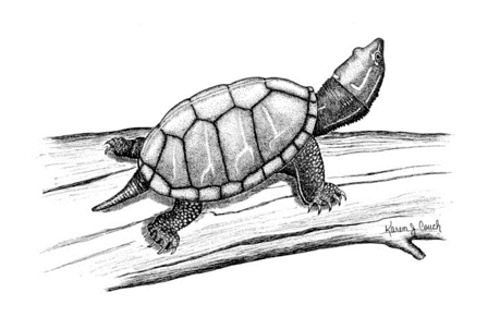 Free Turtle Clipart, 1 page of Public Domain Clip Art
