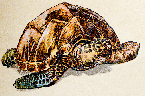Hawksbill Turtle Clip Art, Vector Image  Illustrations