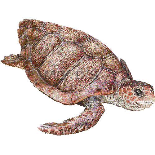 Loggerhead sea turtle clipart 